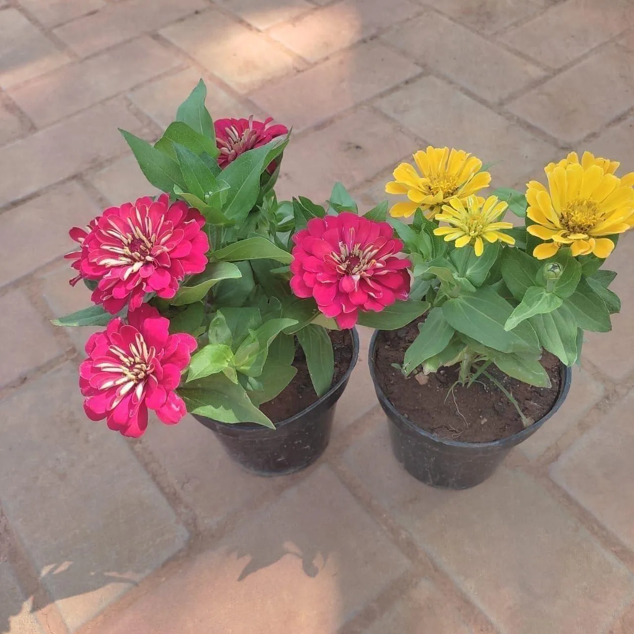 Set Of 2 - Zinnia ( Any Colour) in 4 Inch Nursery Pot