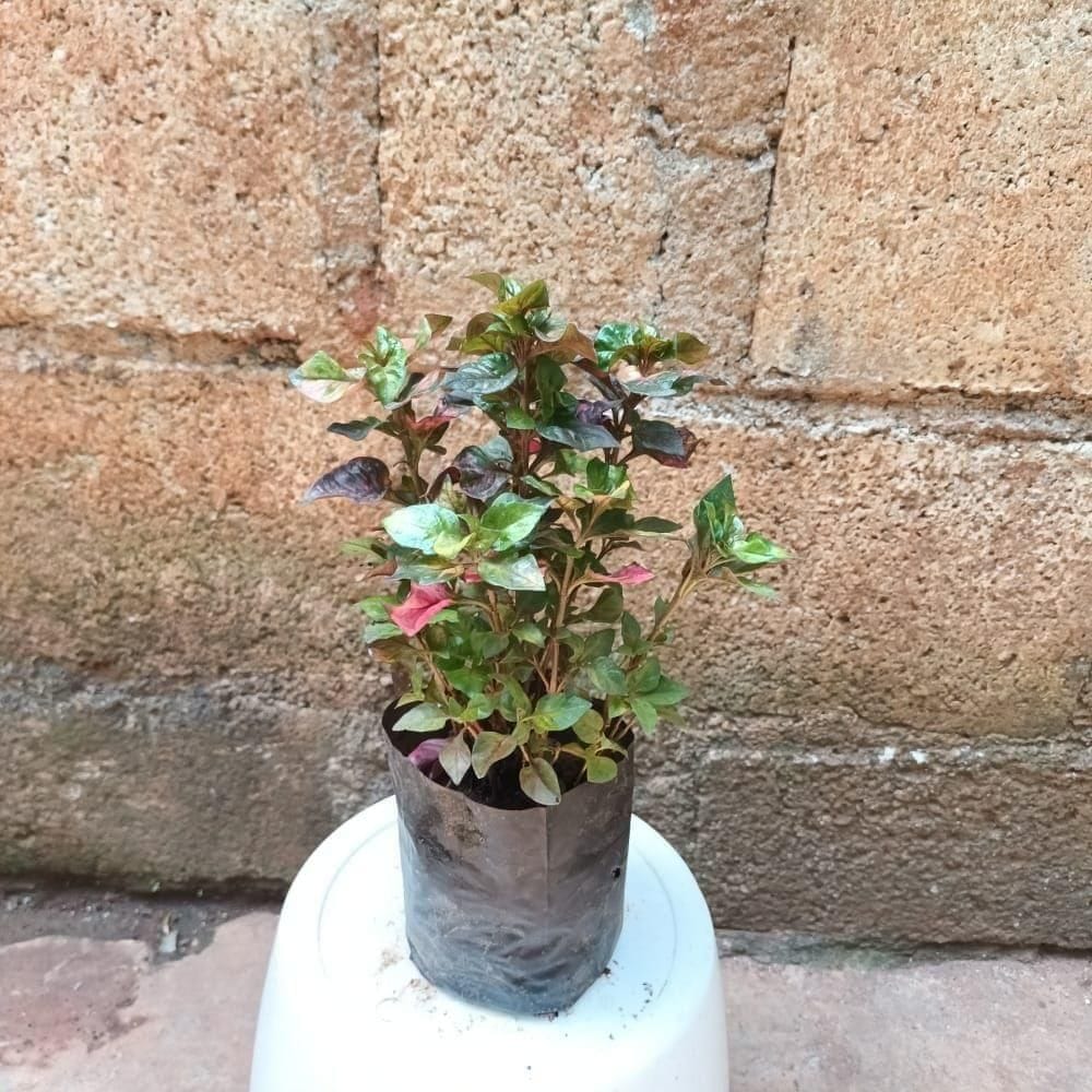 Iresine Herbstii in 4 Inch Nursery Bag