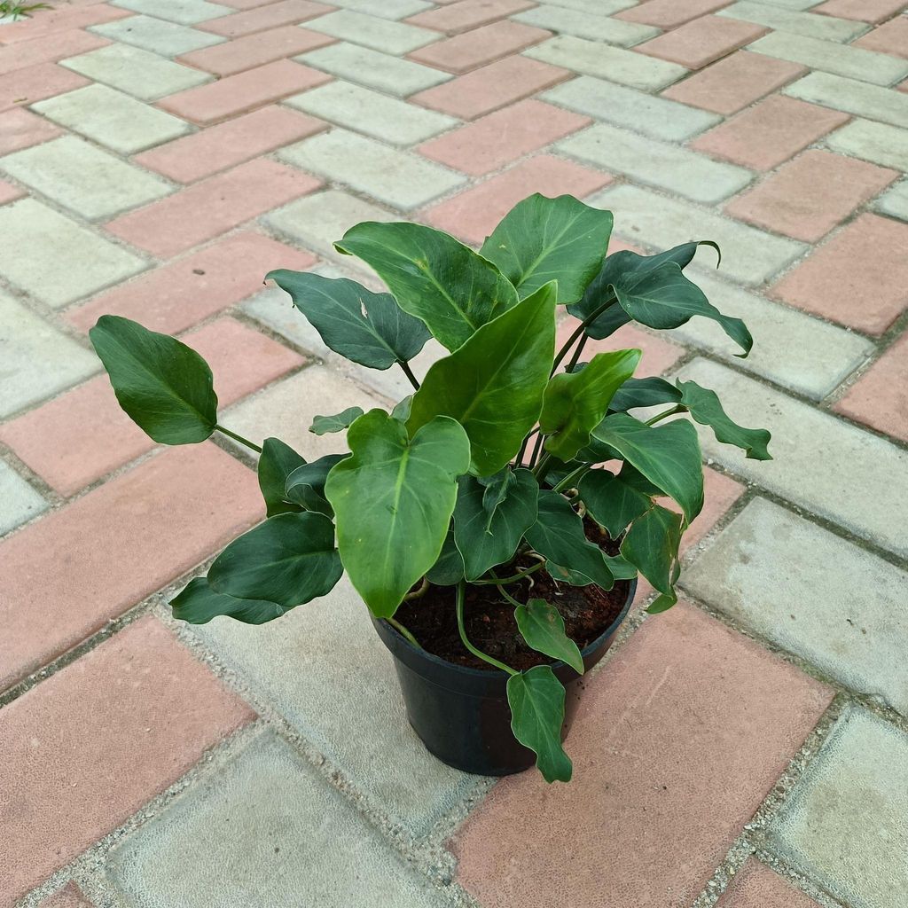 Philodendron Xanadu in 4 Inch Nursery Pot