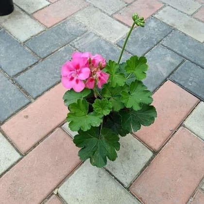 Buy Geranium Light Pink in 5 Inch Plastic Pot Online | Urvann.com