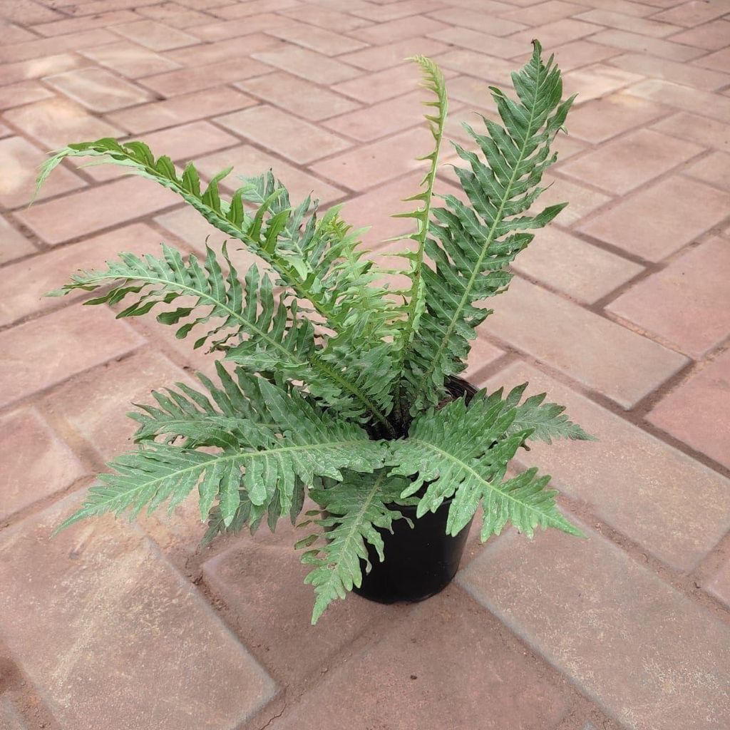 Buy Bird Nest - Fern in 4 Inch Plastic Pot Online | Urvann.com Bird Nest - Fern in 4 Inch Nursery Pot