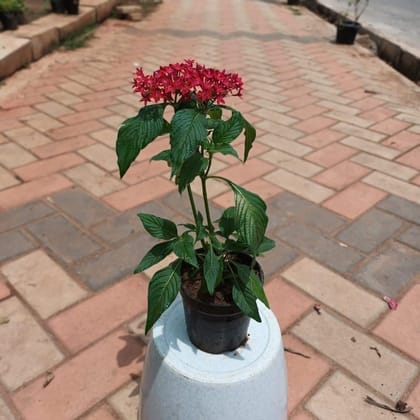 Buy Pentas Red in 4 Inch Plastic Pot Online | Urvann.com