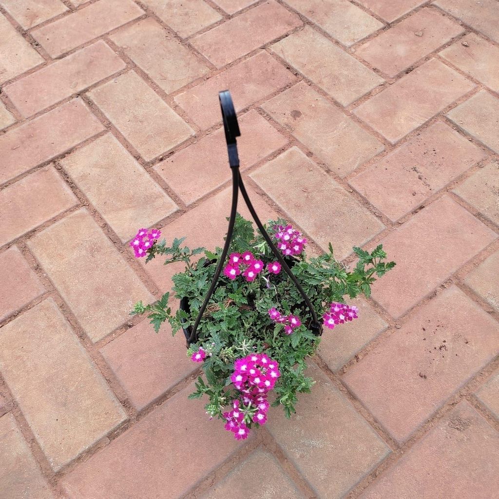 Verbena  in 5 Inch Black Hanging Basket (Any Colour)