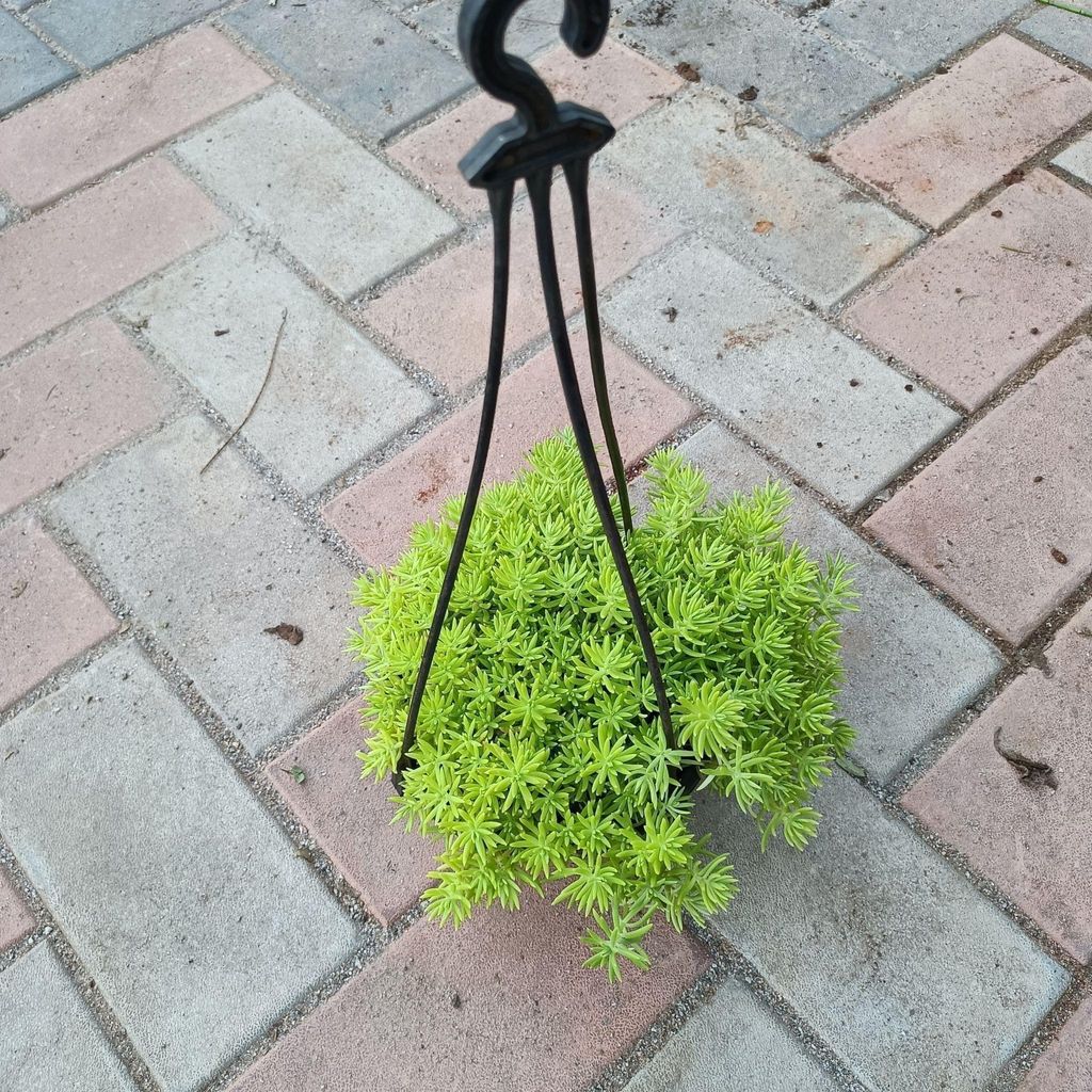 Sedum Golden in 6 Inch Hanging basket