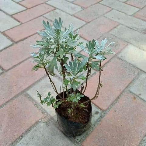 Lavender in 4 Inch Nursery Bag