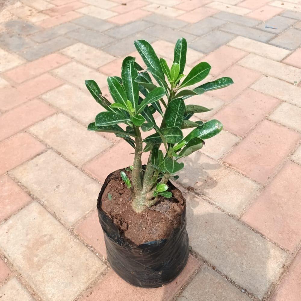 Adenium (any colour) in 6 Inch Nursery Bag Adenium (any colour) in 6 Inch Nursery Bag