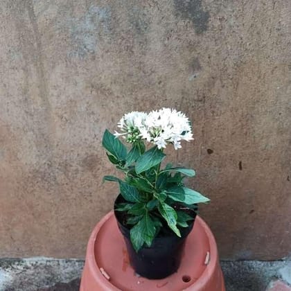 Buy Pentas White in 5 Inch Plastic Pot Online | Urvann.com