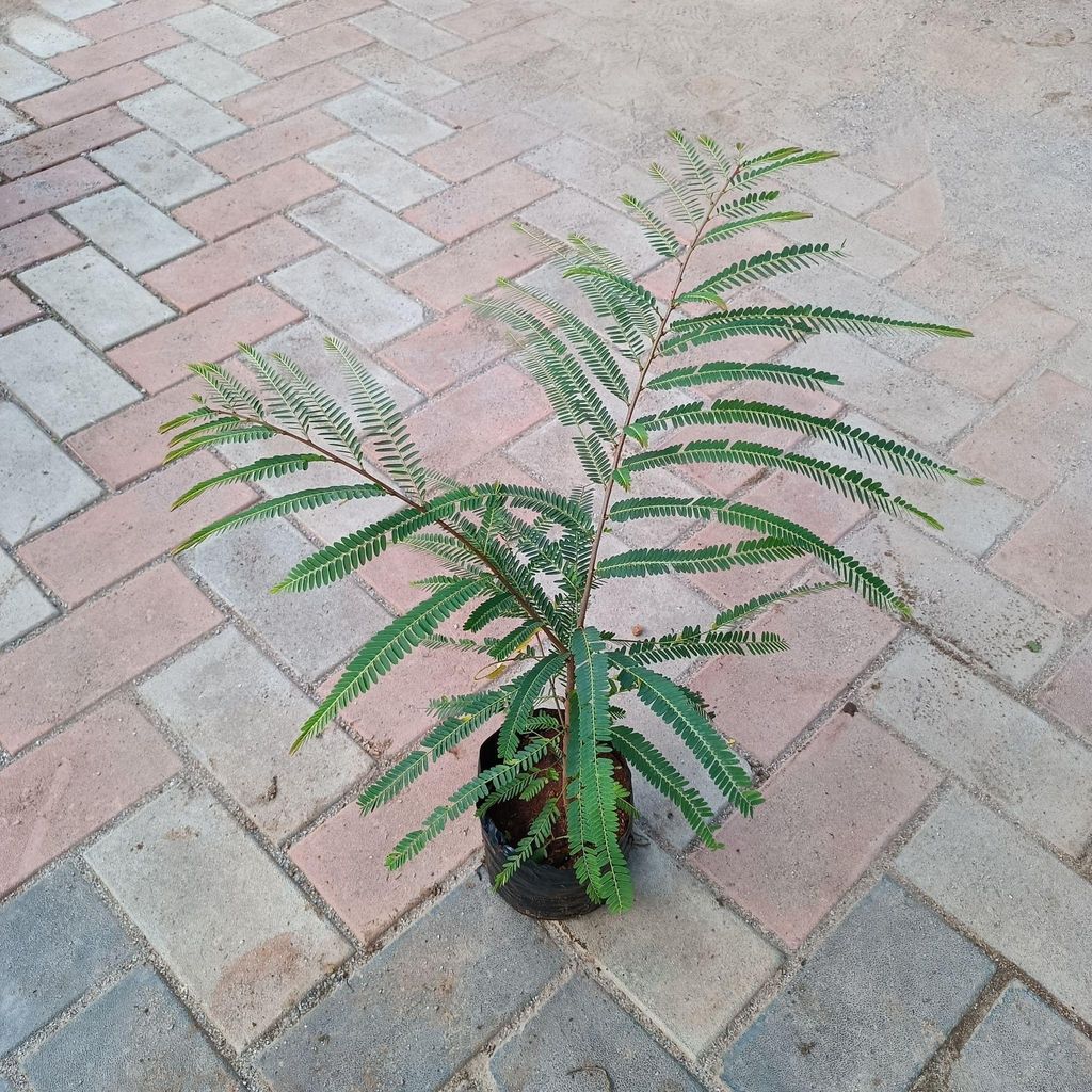 Amla Plant in 6 Inch Nursery Bag