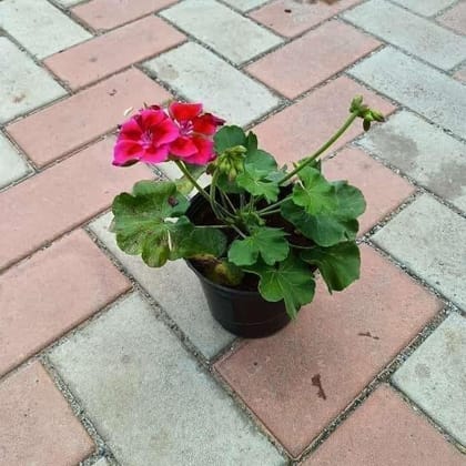 Buy Geranium Dark Pink in 5 Inch Plastic Pot Online | Urvann.com