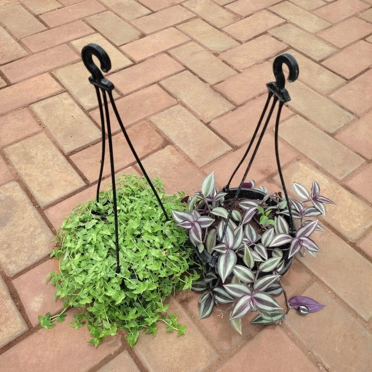 Set Of 2 - Hanging Combo (Turtle Vine & Wandering Jaw) in 5 Inch Hanging Basket