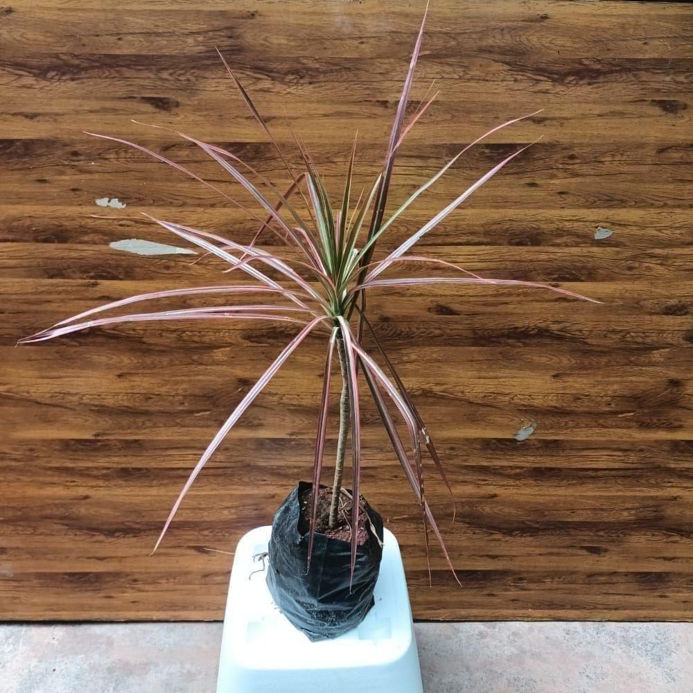 Buy Dracaena Marginata in 4 Inch Nursery Bag Online | Urvann.com Dracaena Marginata in 4 Inch Nursery Bag