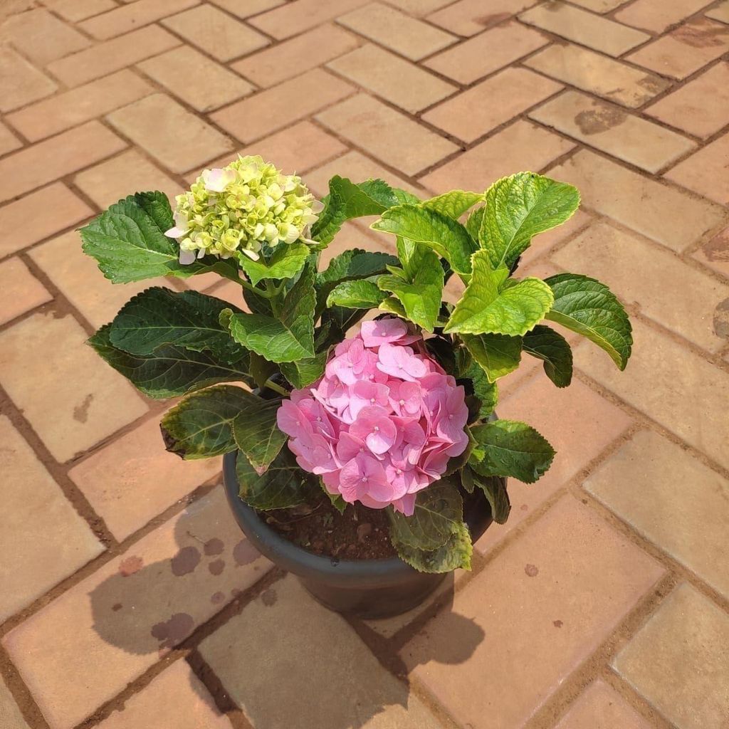 Buy Hydrangea (any colour) in 8 Inch Plastic Pot Online | Urvann.com Hydrangea (any colour) in 8 Inch Nursery Pot