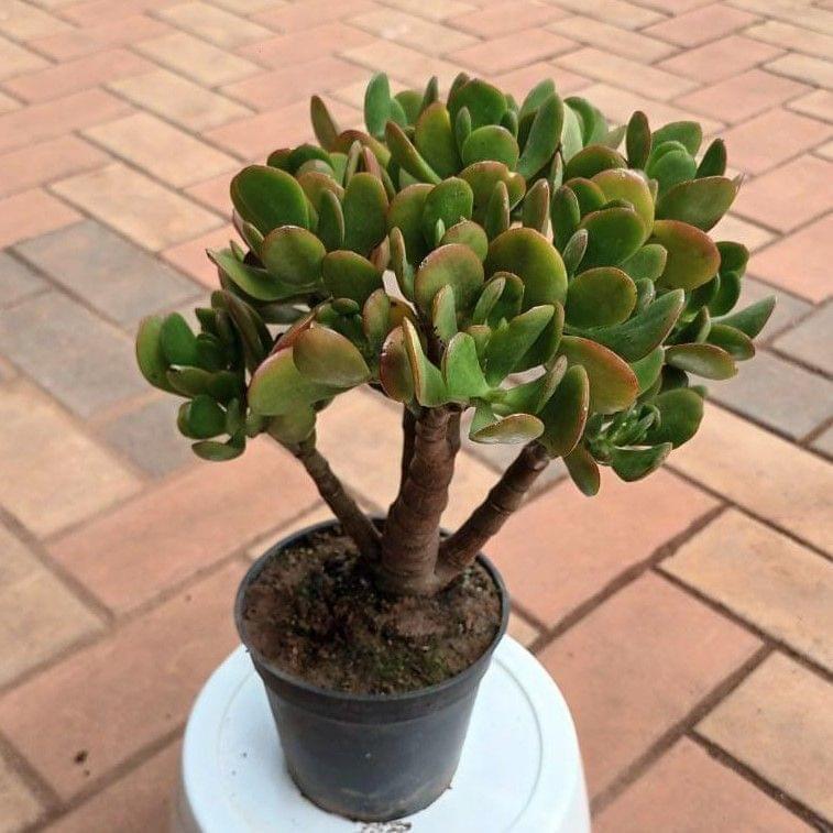 Buy Crassula Bonsai in 4 Inch Plastic Pot Online | Urvann.com Crassula Bonsai in 4 Inch Nursery Pot