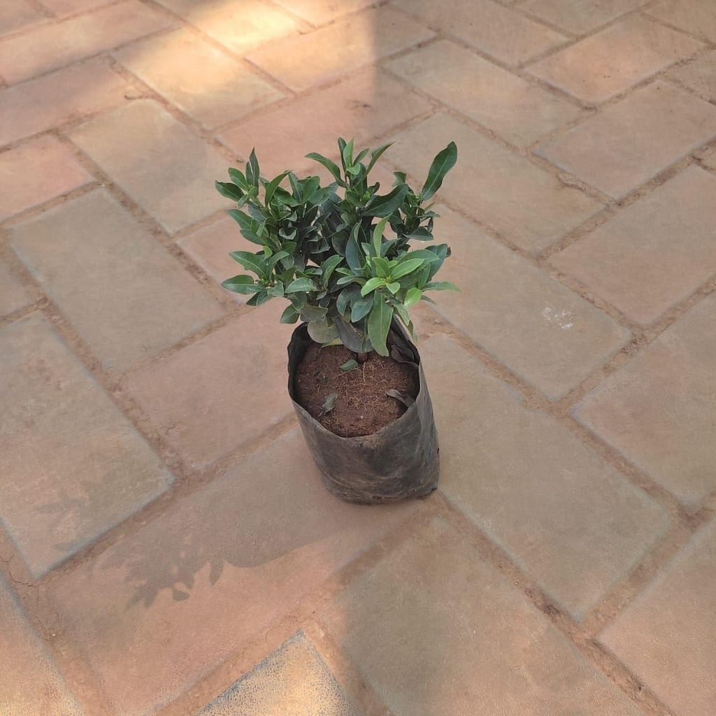 Buy Chinese Ixora in 4 Inch Nursery Bag Online | Urvann.com Chinese Ixora in 4 Inch Nursery Bag