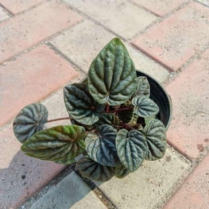 Buy Fittonia Emerall in 4 Inch Plastic Pot Online | Urvann.com