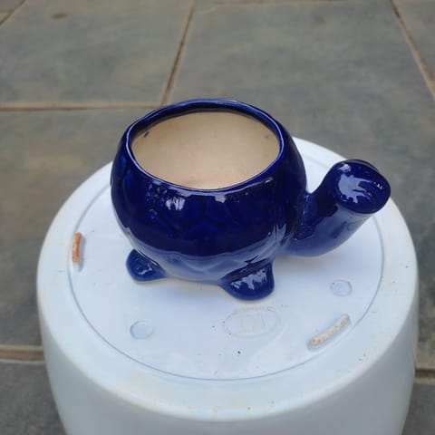 2 Inch Blue Cute Tortoise Designer Ceramic Pot