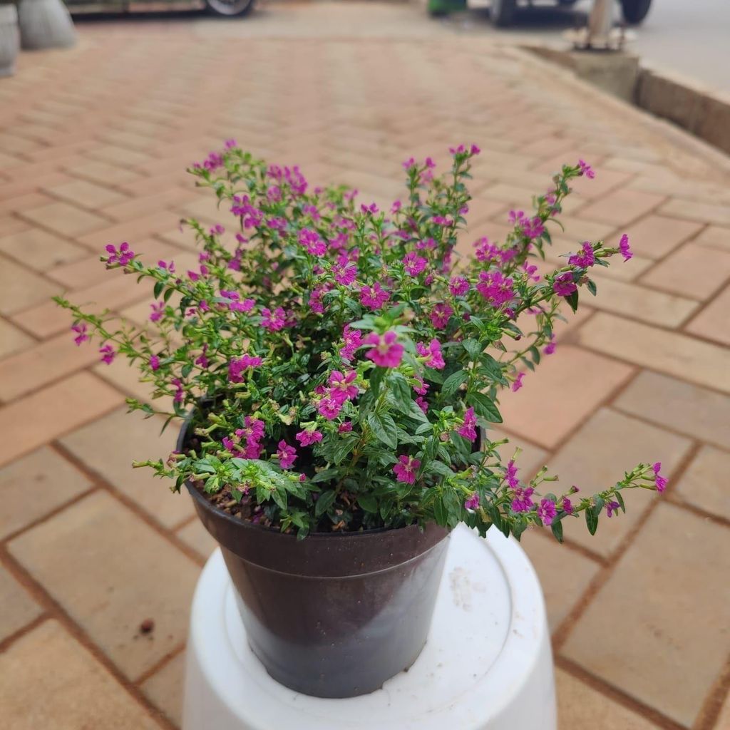 Buy Cuphea / False Heather Pink in 5 Inch Plastic Pot Online | Urvann.com Cuphea / False Heather (any colour) in 5 Inch Nursery Pot