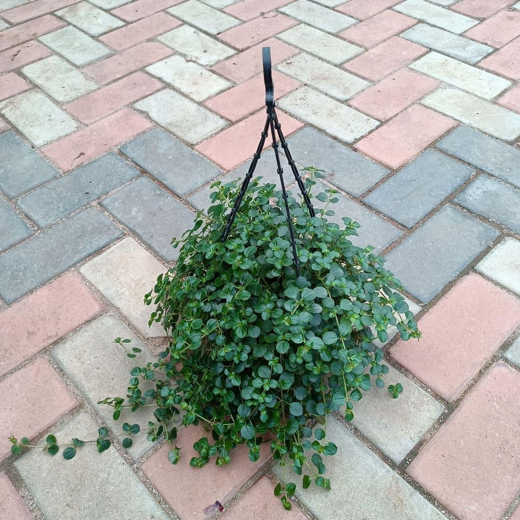 Makkhi Bel / Carissa Holly Bush Green in 8 Inch Hanging Basket