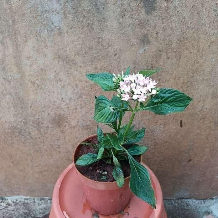Buy Pentas Pink in 5 Inch Plastic Pot Online | Urvann.com Pentas Pink in 5 Inch Nursery Pot