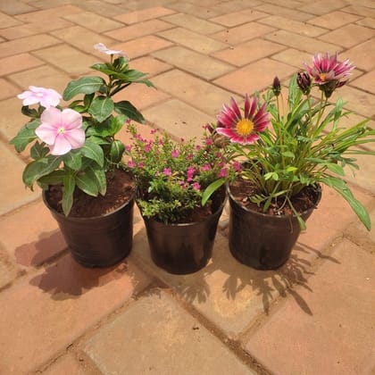 Buy Set Of 3 - Flowering Combo (Vinca, Cuphea & Gazania) (Any Colour) in 4 Inch Plastic Pot Online | Urvann.com