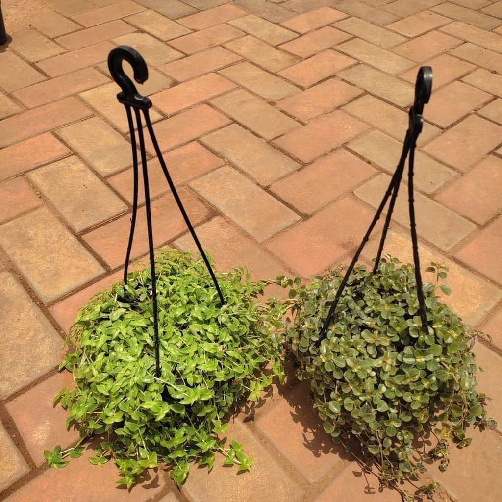 Set Of 2 - Hanging Combo (Turtle Vine & Dichondra Green ) in 5 Inch Hanging Basket