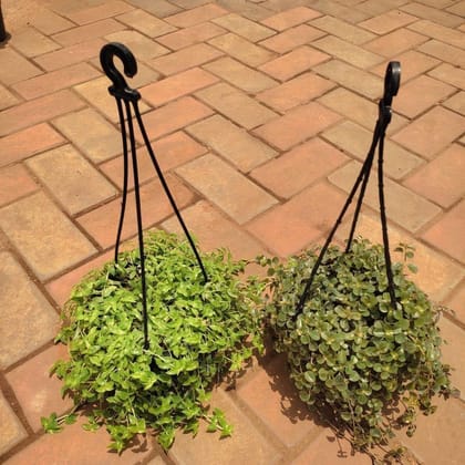 Buy Set Of 2 - Hanging Combo (Turtle Vine & Dichondra Green ) in 5 Inch Hanging Basket Online | Urvann.com