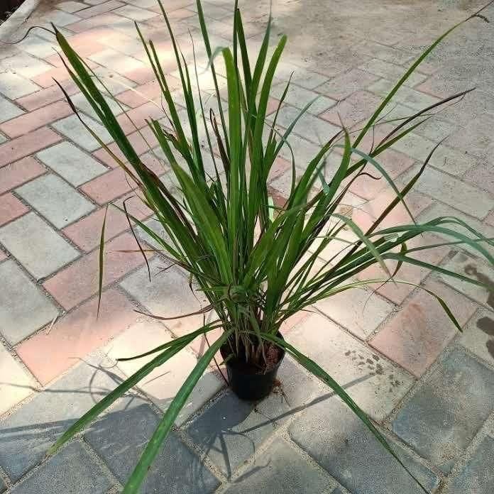 Lemon Grass (size will vary) in 4 Inch Nursery Pot