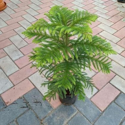 Buy Araucaria / Christmas Tree in 4 Inch Plastic Pot Online | Urvann.com