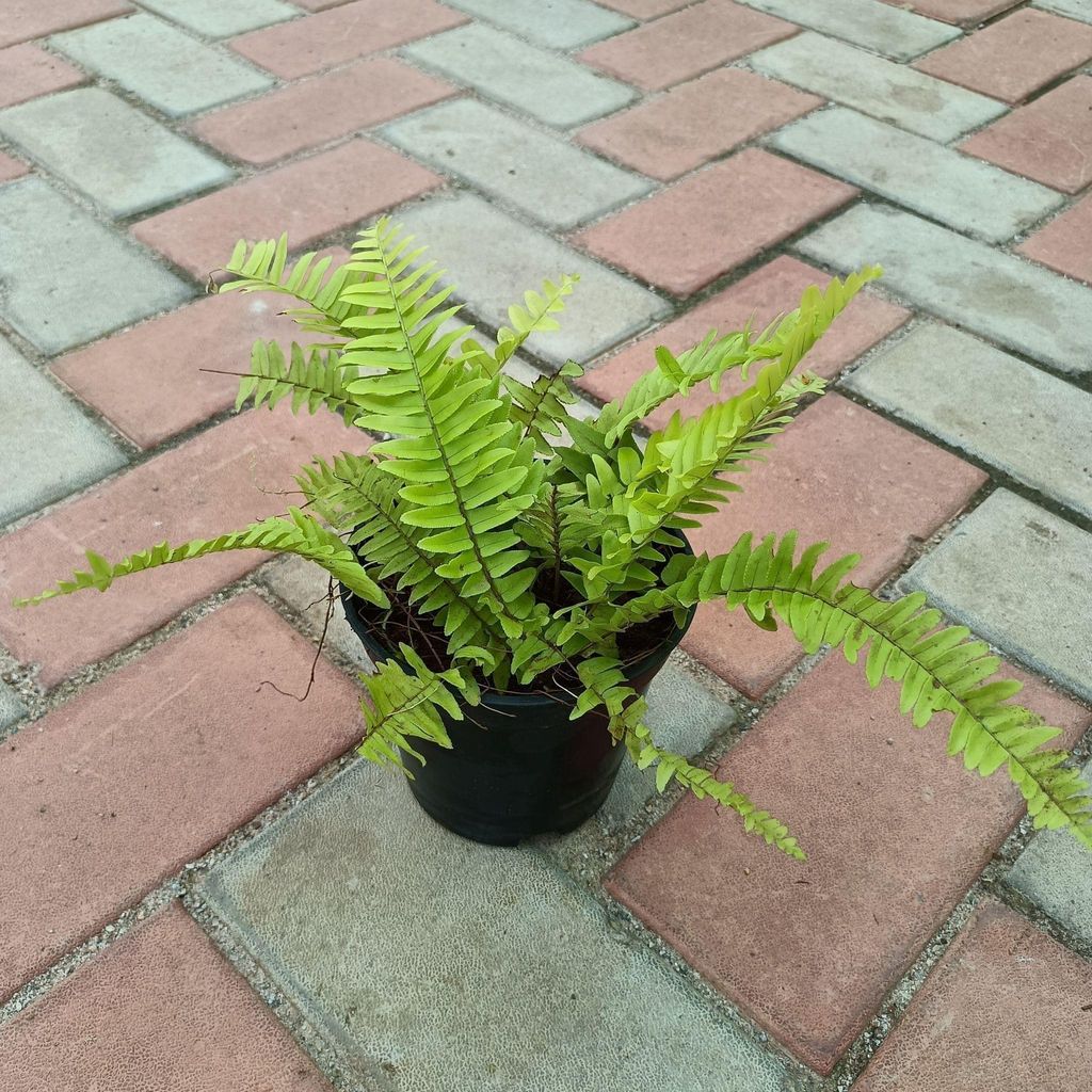 Buy Golden Fern in 4 Inch Plastic Pot Online | Urvann.com Golden Fern in 4 Inch Nursery Pot