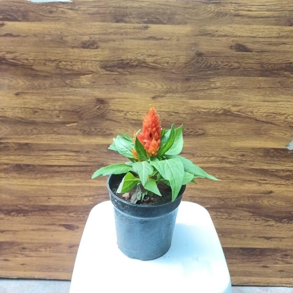 Buy Cockscomb (any colour) in 4 Inch Plastic Pot Online | Urvann.com Celosia / Cockscomb (any colour) in 4 Inch Nursery Pot