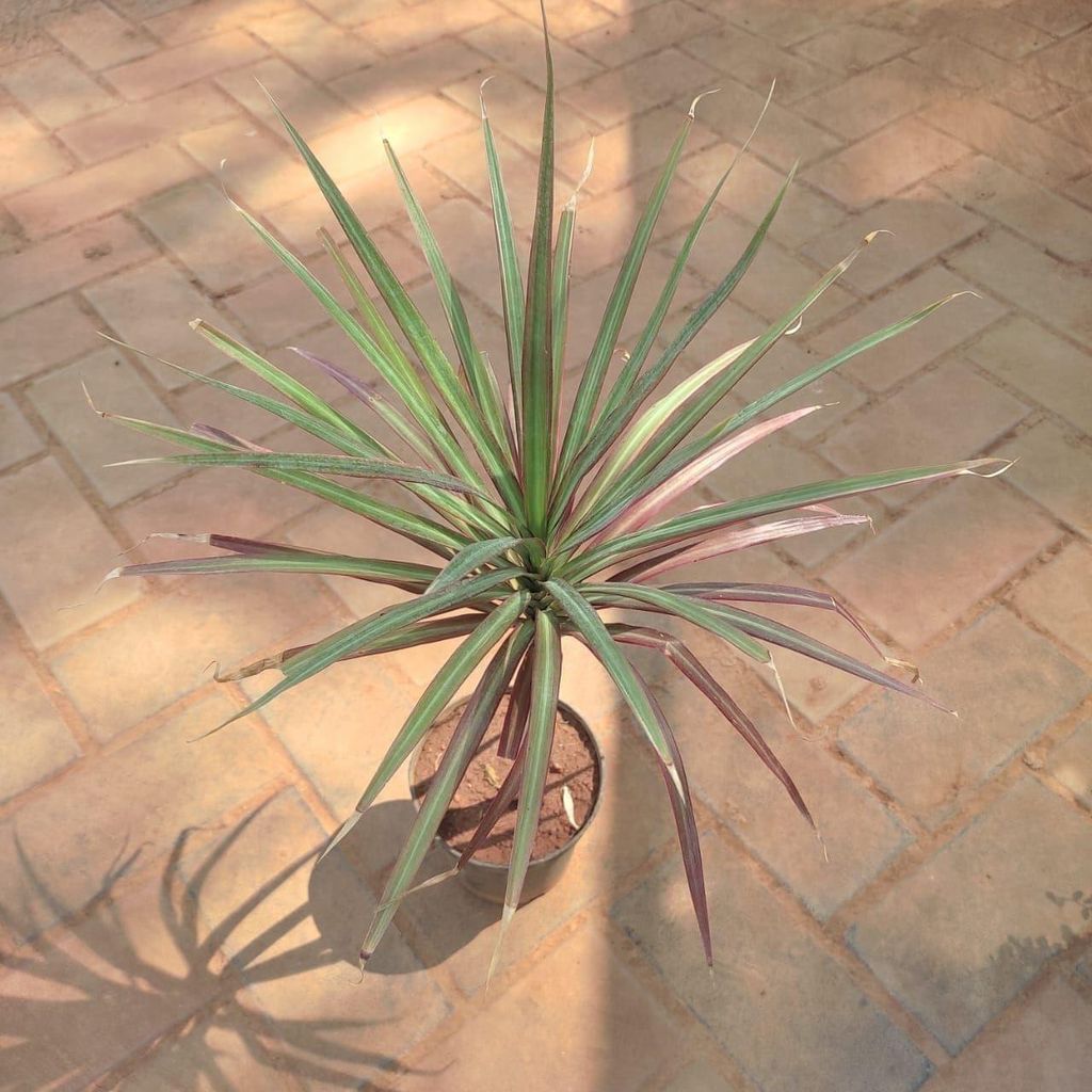 Buy Dracaena Colorma in 4 Inch Plastic Pot Online | Urvann.com Dracaena Colorma in 4 Inch Nursery Pot