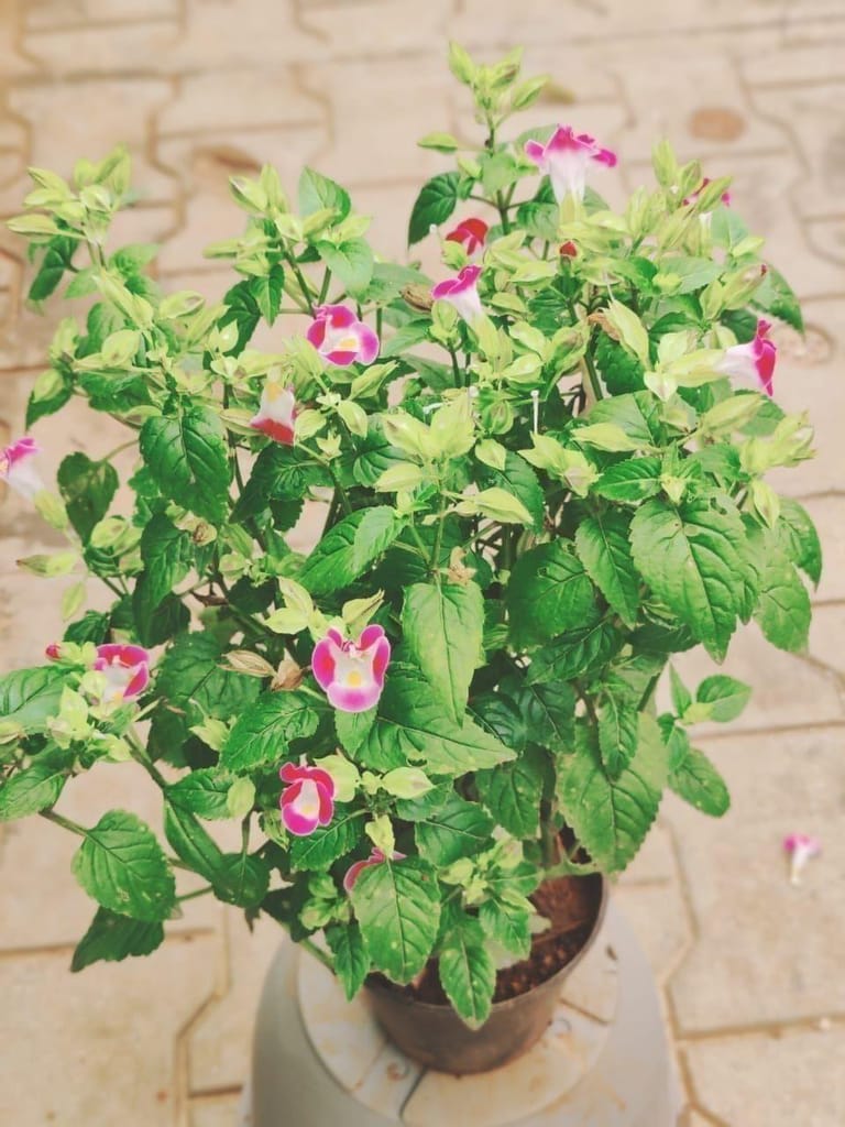 Buy Wishbone Flower / Torenia Pink in 5 Inch Plastic Pot Online | Urvann.com Wishbone Flower / Torenia Pink in 5 Inch Nursery Pot