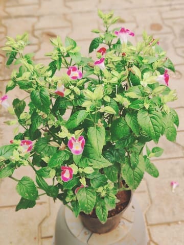 Wishbone Flower / Torenia Pink in 5 Inch Nursery Pot