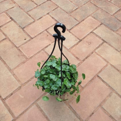 Buy Brahmi Dollar Plant in 5 Inch Black Hanging Basket Online | Urvann.com