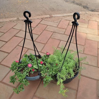 Buy Set of 2 - Hanging Combo (Chinese Portulaca Moss Rose & Sedum Yellow) in 5 Inch Hanging Basket Online | Urvann.com