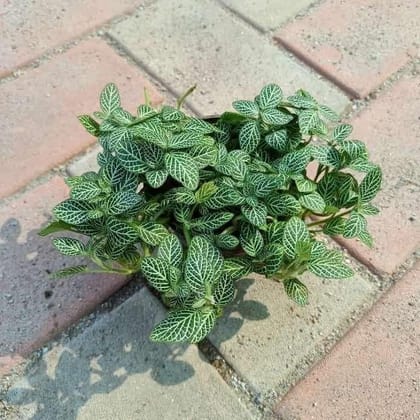 Buy Fittonia Green in 4 Inch Plastic Pot Online | Urvann.com