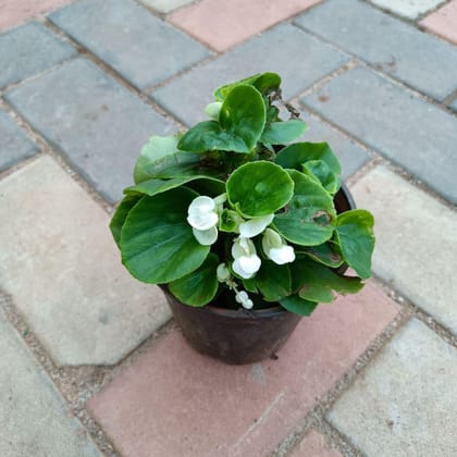 Buy Begonia White in 4 Inch Plastic Pot Online | Urvann.com