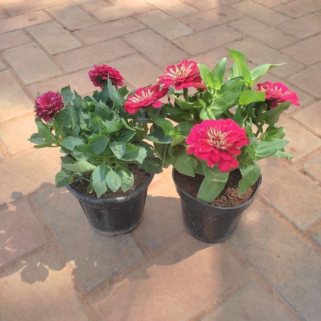 Set Of 2 -Flowering Combo (Zinnia & Dahlia) ( Any Colour) in 4 Inch Nursery Pot