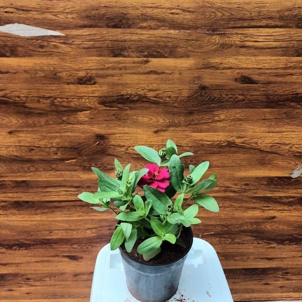 Zinnia (any colour) in 4 Inch Nursery Pot
