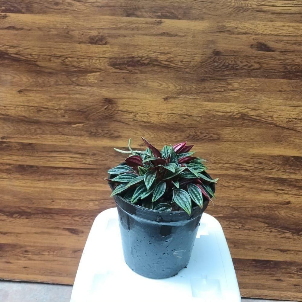 Peperomia / Radiator Plant Caperata in 4 Inch Nursery Pot