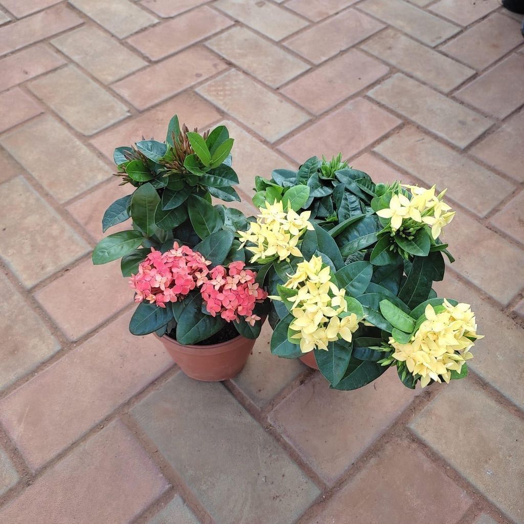 Buy Set of 2 - Ixora ( Yellow, Red) in 5 Inch Plastic Pot Online | Urvann.com Set of 2 - Ixora ( Yellow, Red) in 5 Inch Nursery Pot