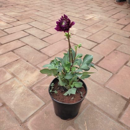 Buy Dahlia (any colour) in 4 Inch Plastic Pot Online | Urvann.com