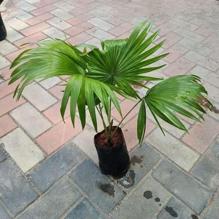 Buy Table Palm in 6 Inch Nursery Bag Online | Urvann.com Table Palm in 6 Inch Nursery Bag