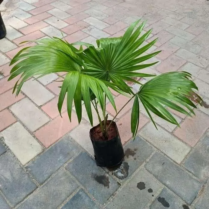 Table Palm in 6 Inch Nursery Bag