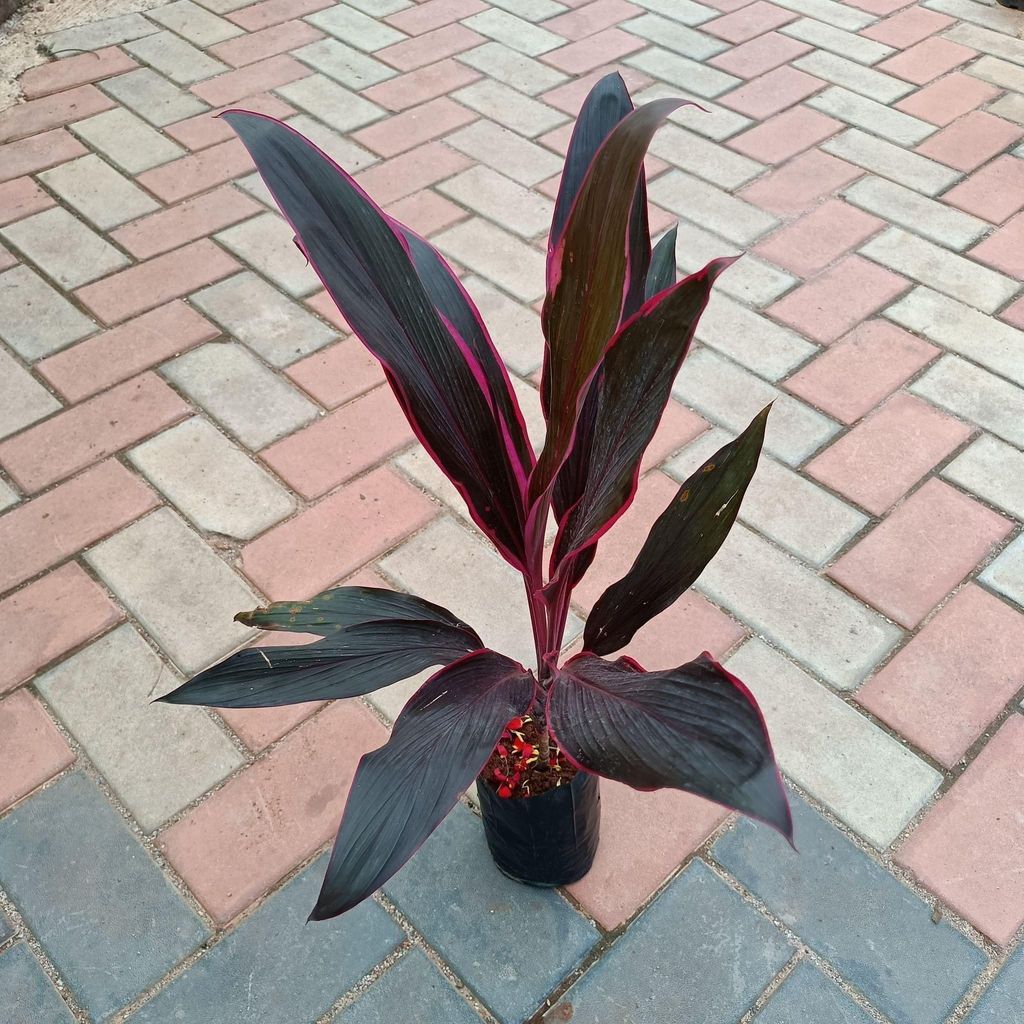 Buy Coleus (any colour) in 4 Inch Plastic Pot Online | Urvann.com Dracaena Kedarnath in 4 Inch Nursery Pot