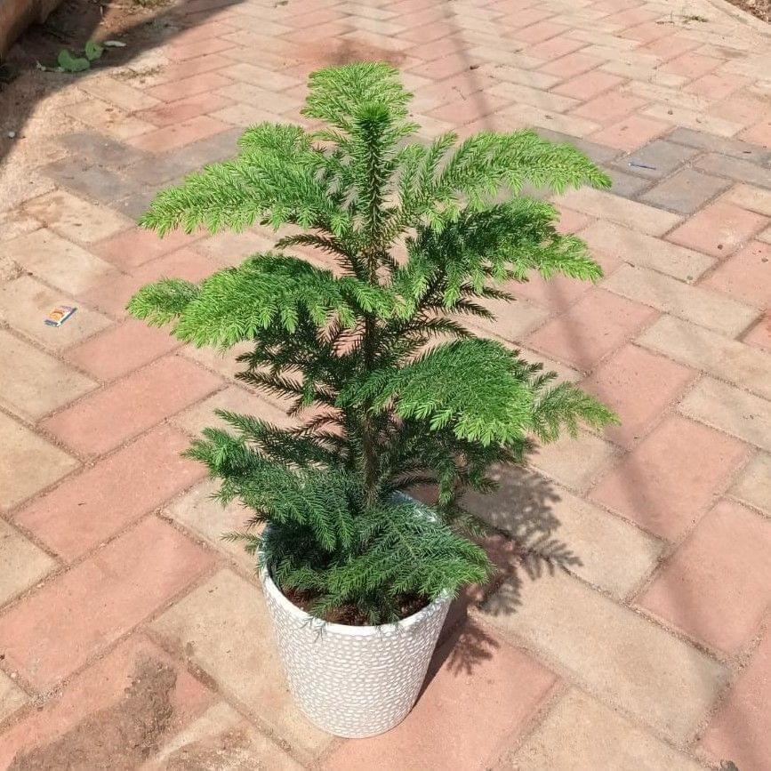 Araucaria / Christmas Tree in 10 Inch Ceramic Pot (colour & design may vary) Araucaria / Christmas Tree in 10 Inch Ceramic Pot (colour & design may vary)