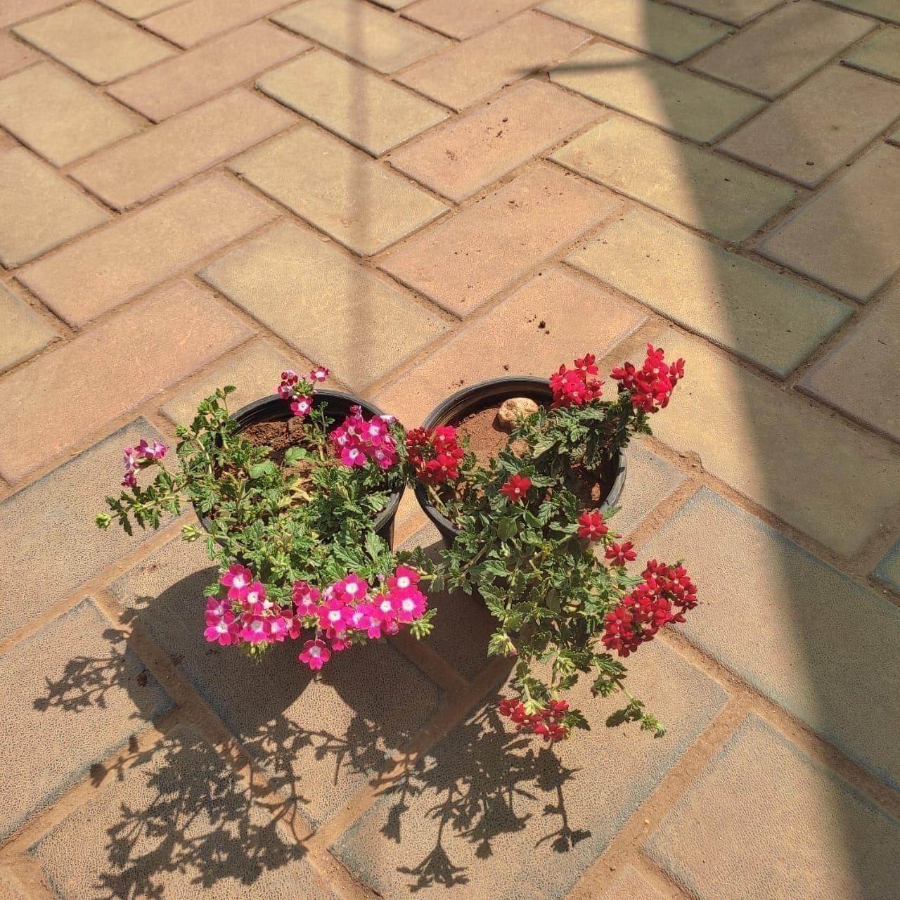 Set of 2 - Verbena (any colour) in 4 Inch Nursery Pot