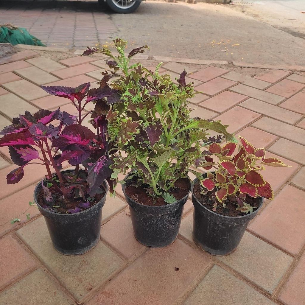 Set Of 3 - Coleus (Any Colour & Pattern) in 4 Inch Nursery Pot