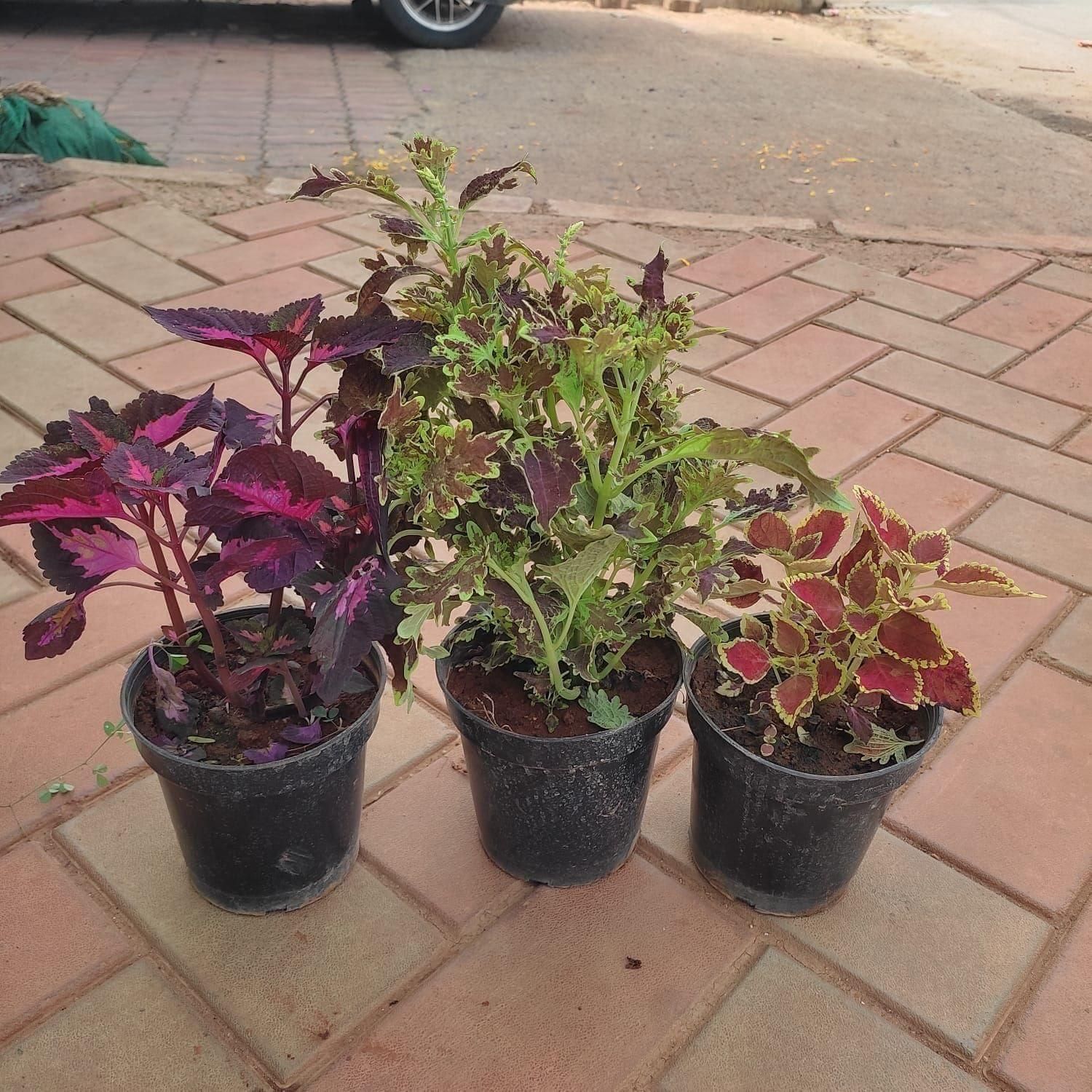 Set Of 3 - Coleus (Any Colour & Pattern) in 4 Inch Nursery Pot