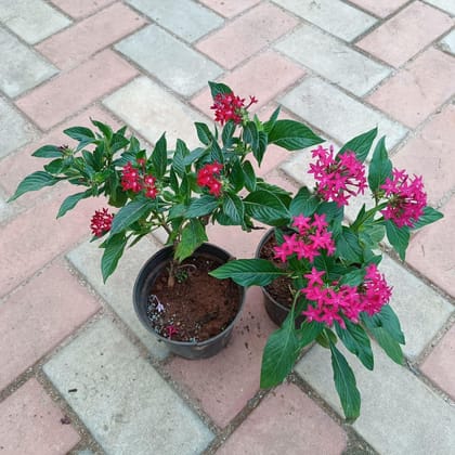 Buy Pentas Magenta in 4 Inch Plastic Pot Online | Urvann.com